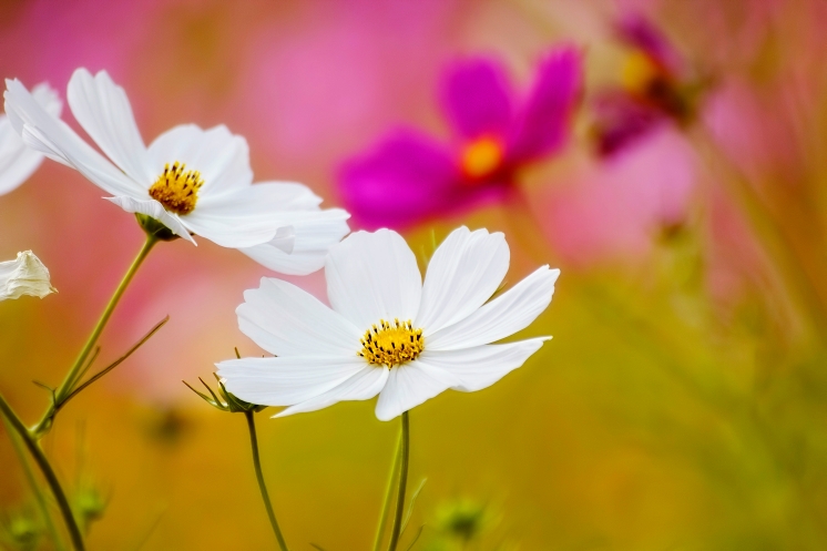 flowers-close-up-background_mywze2pu